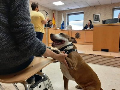 Una perra asiste como testigo a un juicio en España por maltrato animal