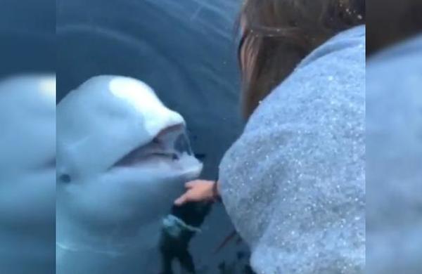 El momento en que una ballena beluga le devuelve su celular a una joven que lo había dejado caer al mar - C9N