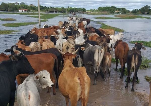 La ganadería también se encuentra en situación crítica por inundaciones - ADN Paraguayo