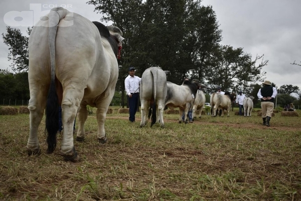 Brahman y su dominio en el Chaco - Lic. Mario Pereira (*) - Edicion Impresa - ABC Color