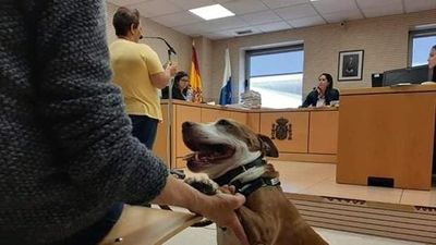 España: una perra asiste como testigo a un juicio por maltrato animal - Internacionales - ABC Color
