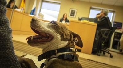 "Milagros", la pitbull citada por una jueza como testigo por maltrato animal » Ñanduti