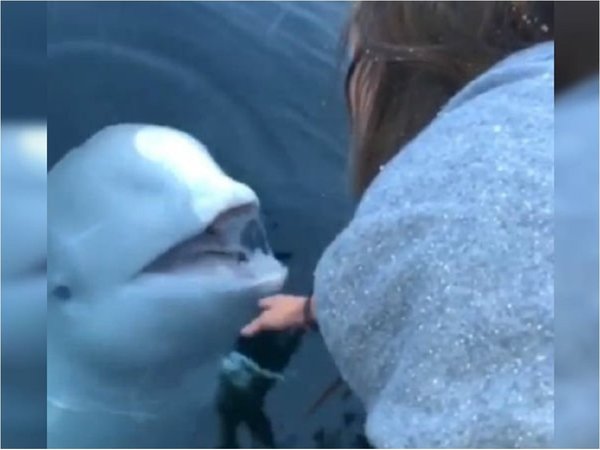Una ballena beluga rescata del mar el celular de una turista