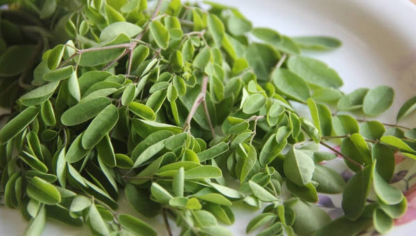 Moringa: el superalimento que proyecta una producción récord en 2019