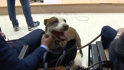 Jueza ordena que perra declare como testigo