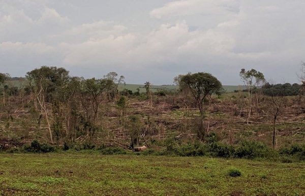 Constatan deforestación de más de 37 hectáreas - Edicion Impresa - ABC Color