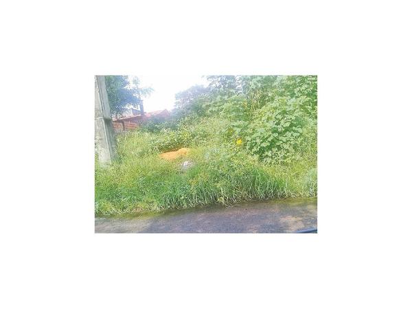 Reclaman limpieza de malezas en baldío de barrio lambareño