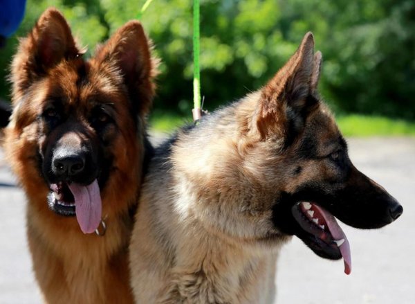 Premiarán a ciudades amigas de los animales - Mascotas - ABC Color