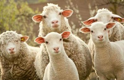 Inscriben a un grupo de ovejas en una escuela para evitar el cierre de una clase - C9N
