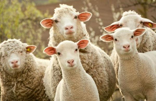Inscriben a un grupo de ovejas en una escuela para evitar el cierre de una clase - C9N