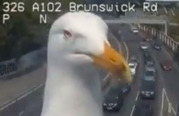 El 'trolleo' de dos gaviotas en las cámaras de tránsito de Londres - C9N