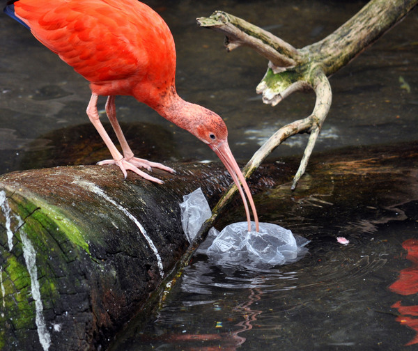 Un millón de especies se encuentran amenazadas de extinguirse