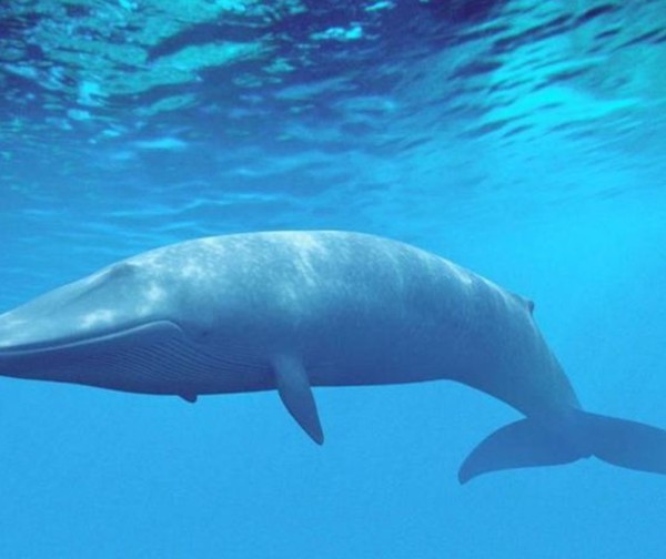 Se le cayó el teléfono al mar y una ballena se lo devolvió