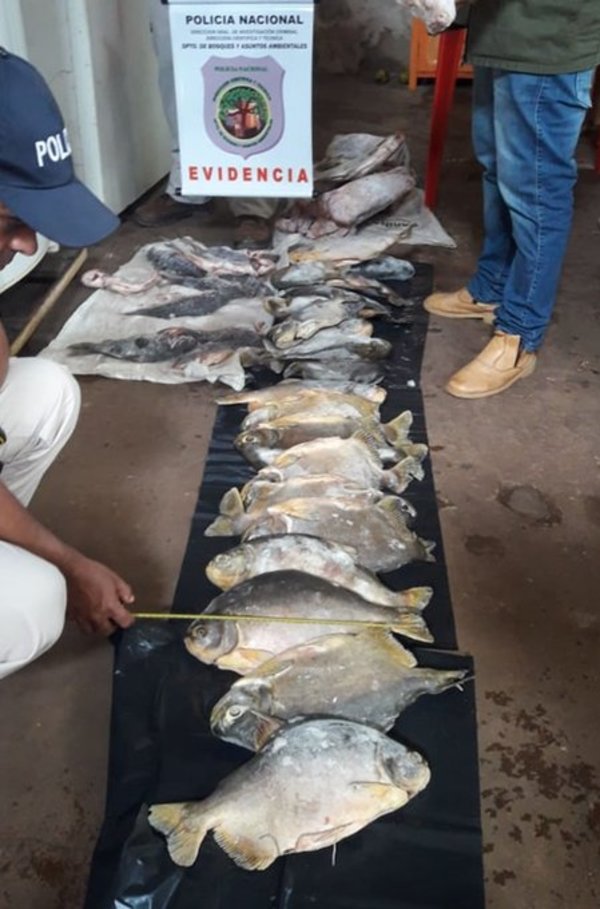 Decomisan pescados sin medidas mínimas y piezas faenadas de animales silvestres - ADN Paraguayo