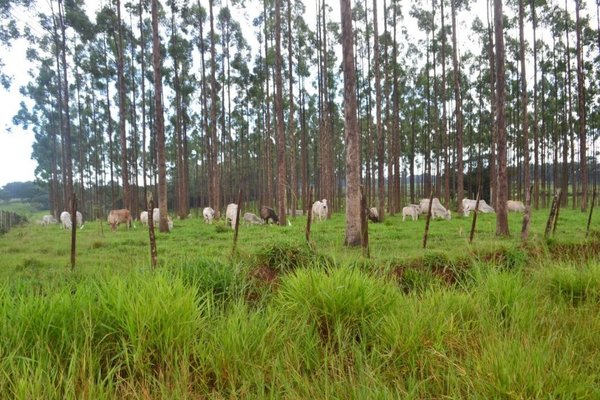 Sistema silvopastoril: muy utilizado en el Guairá - Nacionales - ABC Color