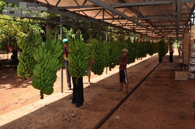 Piden a gobernadores no trabar inclusión de banana en la merienda escolar - Nacionales - ABC Color