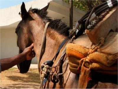 Condenan a tutor de niño que murió al caer de un caballo