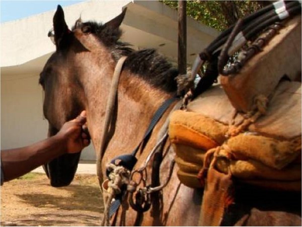 Condenan a tutor de niño que murió al caer de un caballo