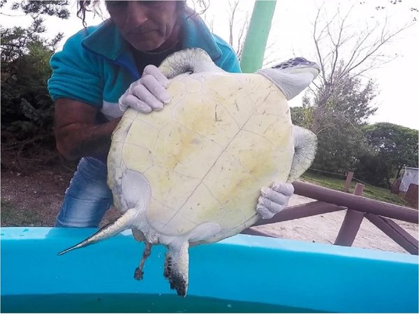 Tortuga rescatada muestra el problema de basura en los océanos