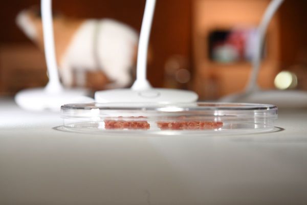 Carne “limpia” o “de células” busca su espacio en el mercado