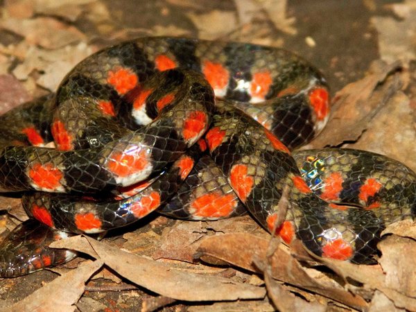 Perú: Inédito registro de serpiente de agua en parque nacional