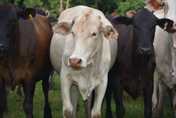 Iniciarán vacunación contra la fiebre aftosa en San Pedro