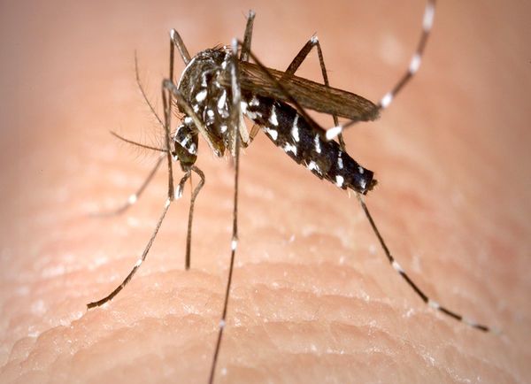 Dengue: suman 6 los fallecidos y emiten alerta ante posible expansión