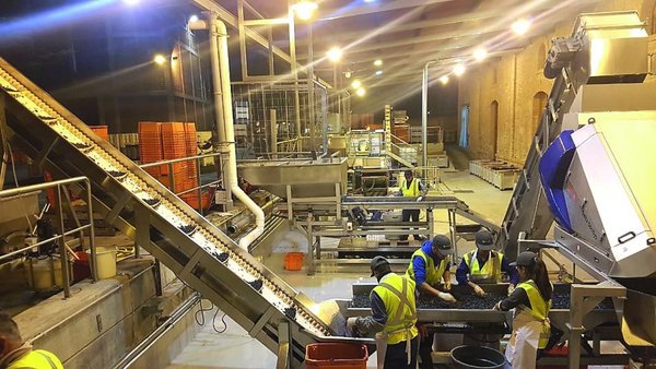 Visita a las bodegas (6.ª parte) - Edicion Impresa - ABC Color