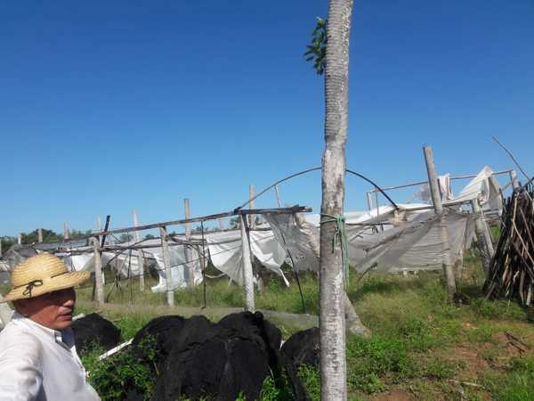 Temporal daña a productores hortícolas en Concepción