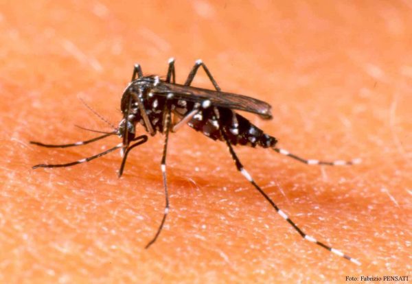 Lluvias y descenso de temperatura favorecen reproducción de Aedes aegypti » Ñanduti