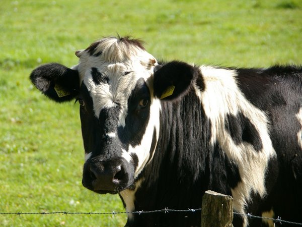 Rayo mata vacas de pequeño productor en Caaguazú