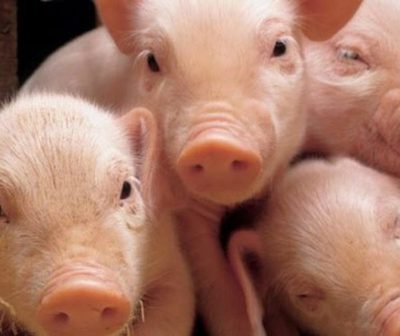 Hong Kong sacrificará 6000 cerdos tras primer caso de peste porcina africana