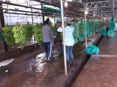 Productores molestos porque no se incluye la banana en la merienda escolar