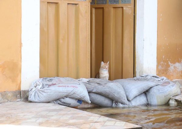 Realizarán colecta para ayudar a perros y gatos de Chaco’í y Falcón