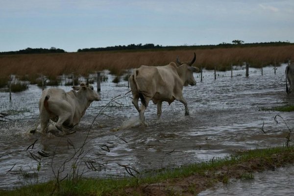 Ganaderos obligados a trasladar sus animales de San Juan - ADN Paraguayo