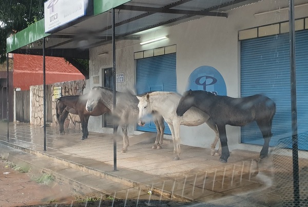 Animales ocupan hasta espacio universitario