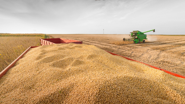 Pérdida en el sector agrícola estaría de entre los 10 y 20% - ADN Paraguayo