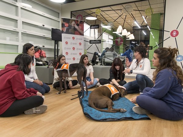 Perros para reducir el estrés de los universitarios españoles