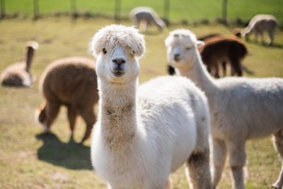 Las nuevas mascotas: Alpacas y llamas - Mascotas - ABC Color