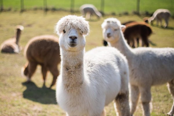 Las nuevas mascotas: Alpacas y llamas - Mascotas - ABC Color