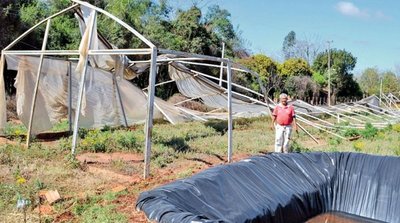 MAG anuncia que comprará de nuevo invernaderos para los tomateros - Edicion Impresa - ABC Color