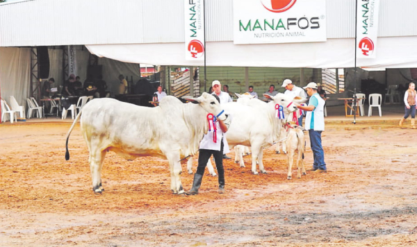 Rubro ganadero cerró negocios por G. 1.500 millones en Santa Rita | Diario Vanguardia 07