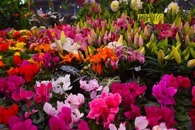 Realizan feria de flores y plantas ornamentales - ADN Paraguayo