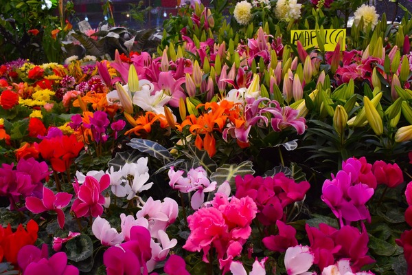 Realizan feria de flores y plantas ornamentales - ADN Paraguayo
