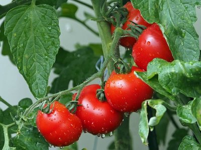 Identifican 5.000 nuevos genes en el tomate, uno esencial para el sabor
