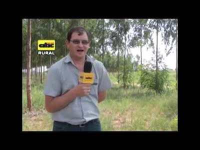Especies forestales adaptadas a suelos arcillosos del Chaco Central - Tv - ABC Color