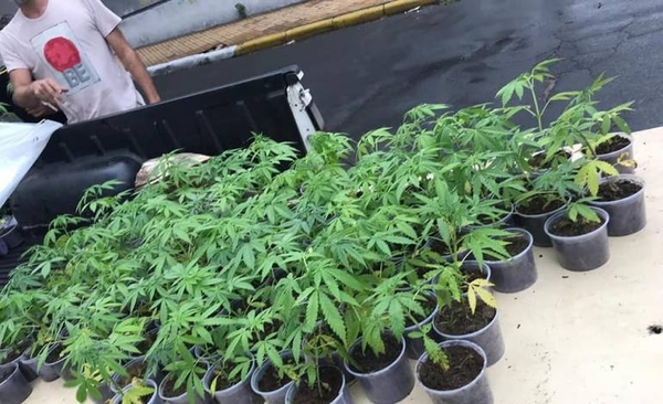 HOY / Mamá Cultiva Paraguay regala 1.000 plantines de marihuana, ¿Senad les enviará a prisión?