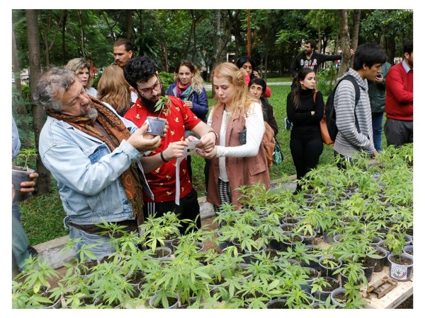 En vez de flores, dieron plantas de marihuana