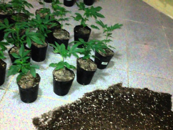 'Entrega de plantines de cannabis es absolutamente ilegal', afirma viceministro de la Senad - Radio 1000 AM