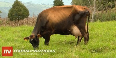 APARICIÓN DE CASOS DE TUBERCULOSIS EN CUENCA LECHERA DE NARANJITO.